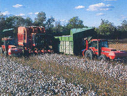 An Image of machine cotton harvesting in Narrabri